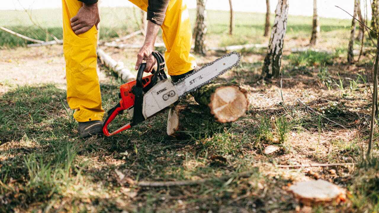 Best Dead Tree Removal  in Litchfield, MN